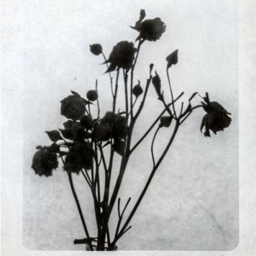 Нех сказать