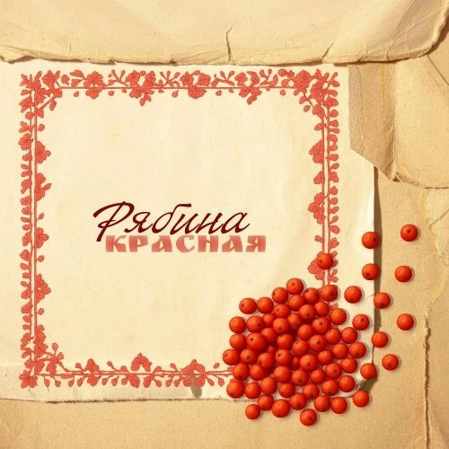 Рябина красная