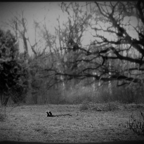 В парке туман