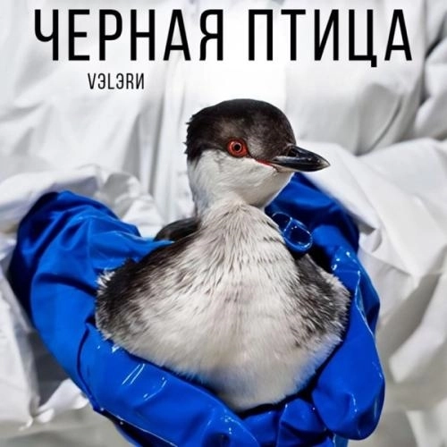 Черная птица