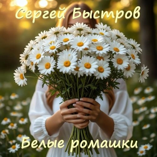 Белые Ромашки