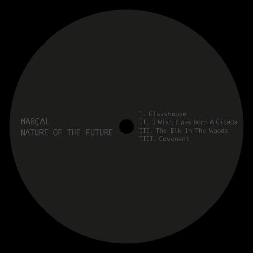 The Elk In The Woods