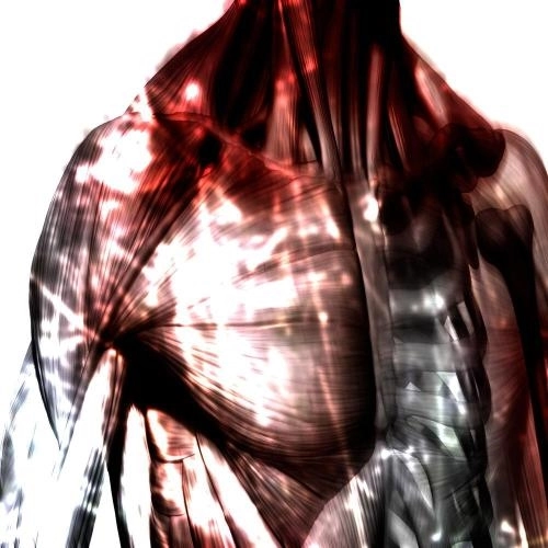 мышечные волокна